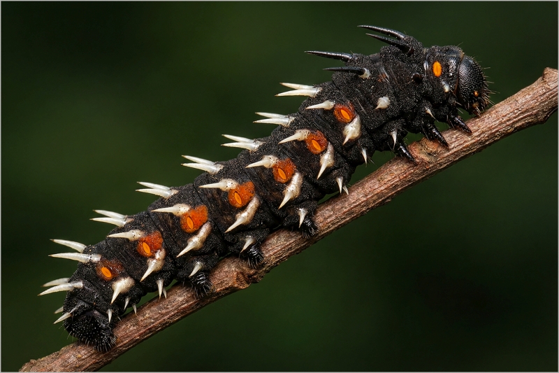 Best Senior Set Subject of the Month